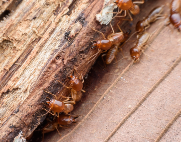 plaga de termitas en casa