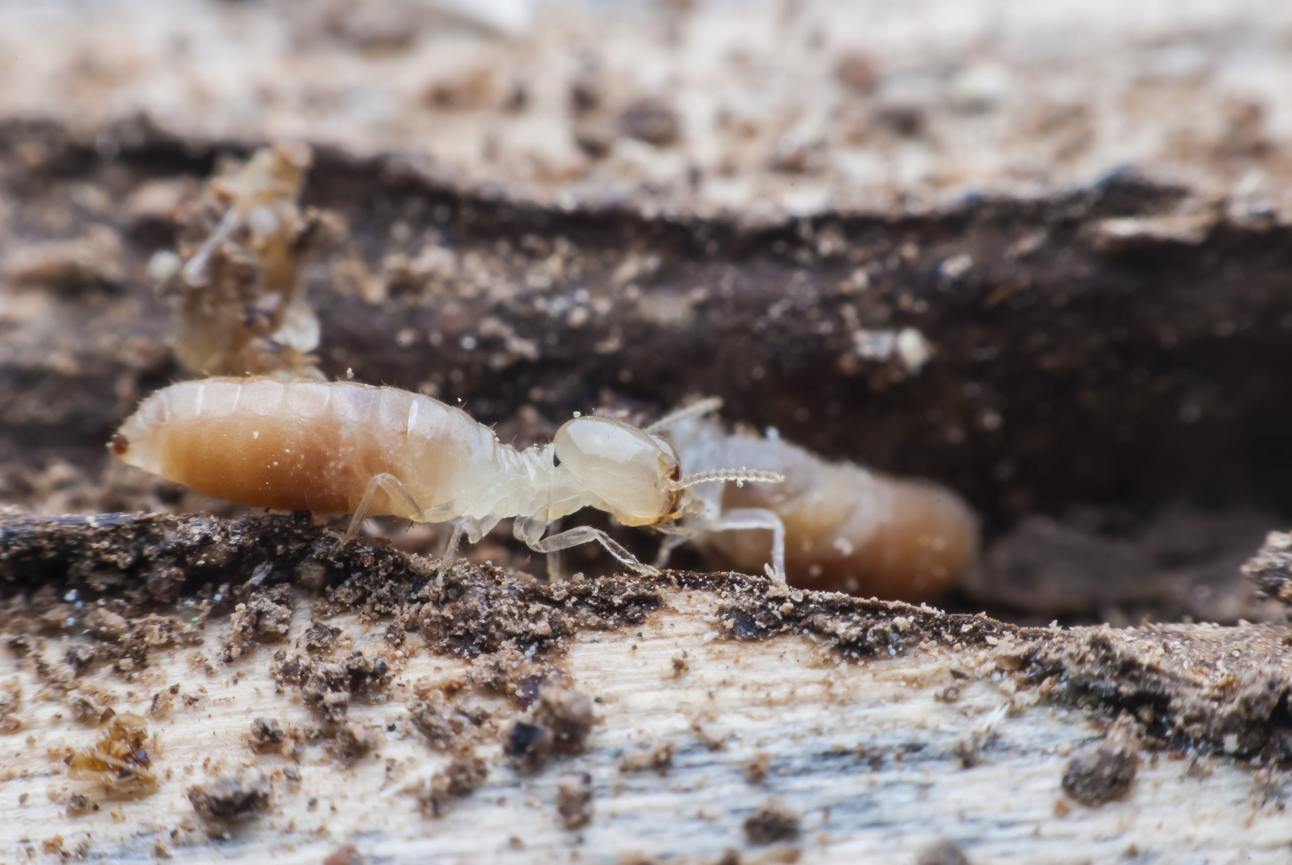 control-de-plagas-termitas