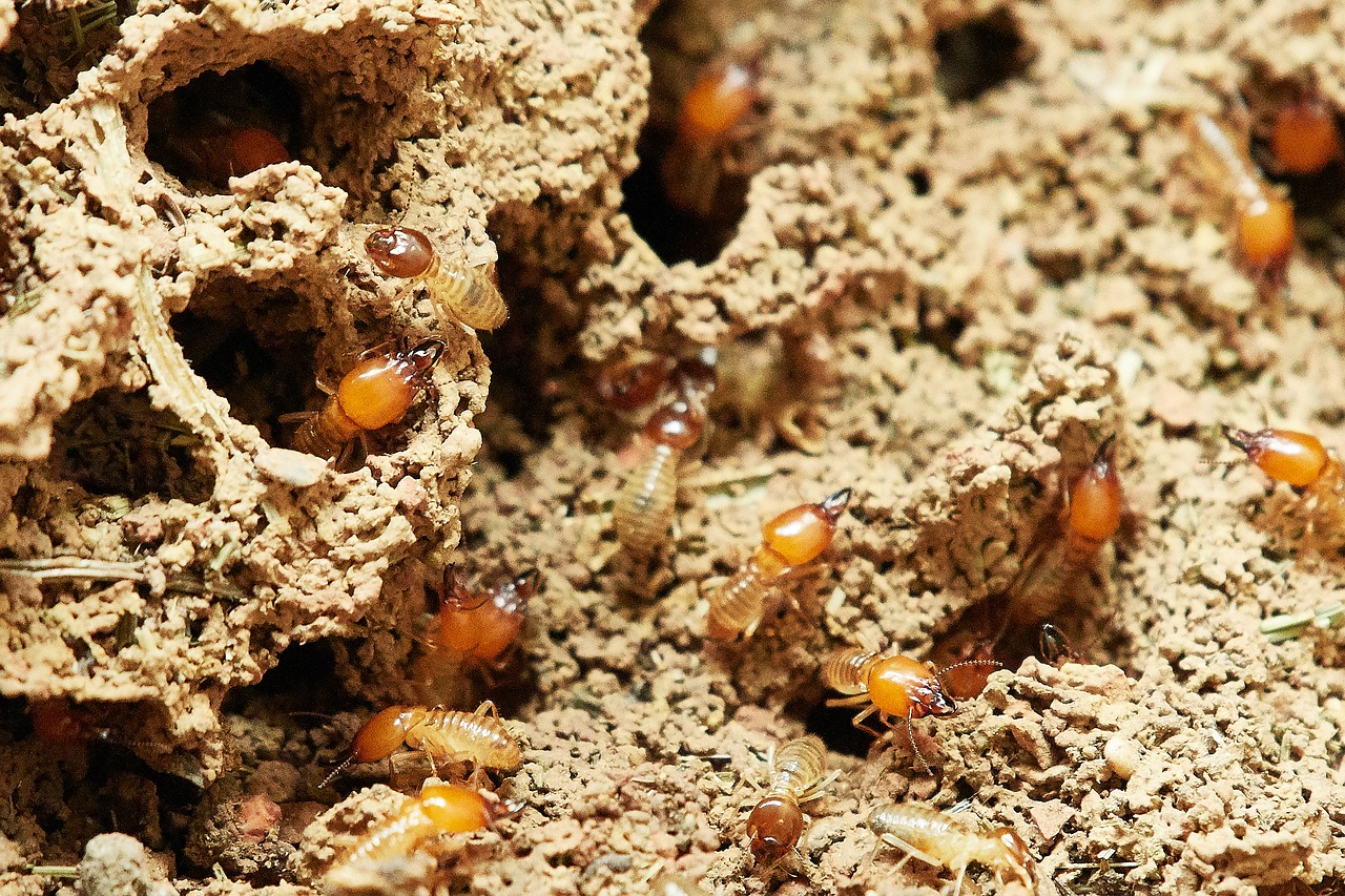 diferencias entre termitas y carcomas