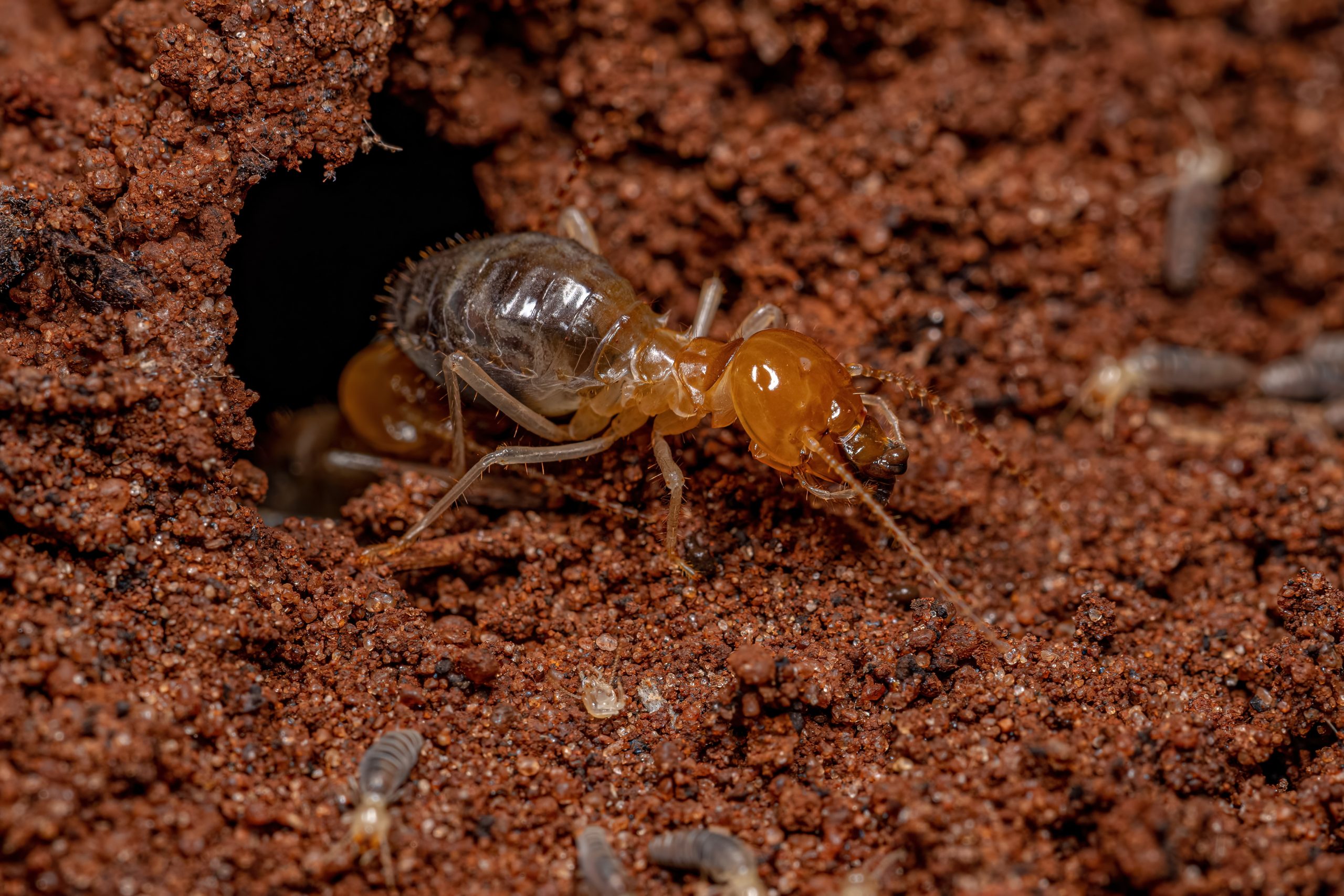 problemas-con-termitas-en-invierno