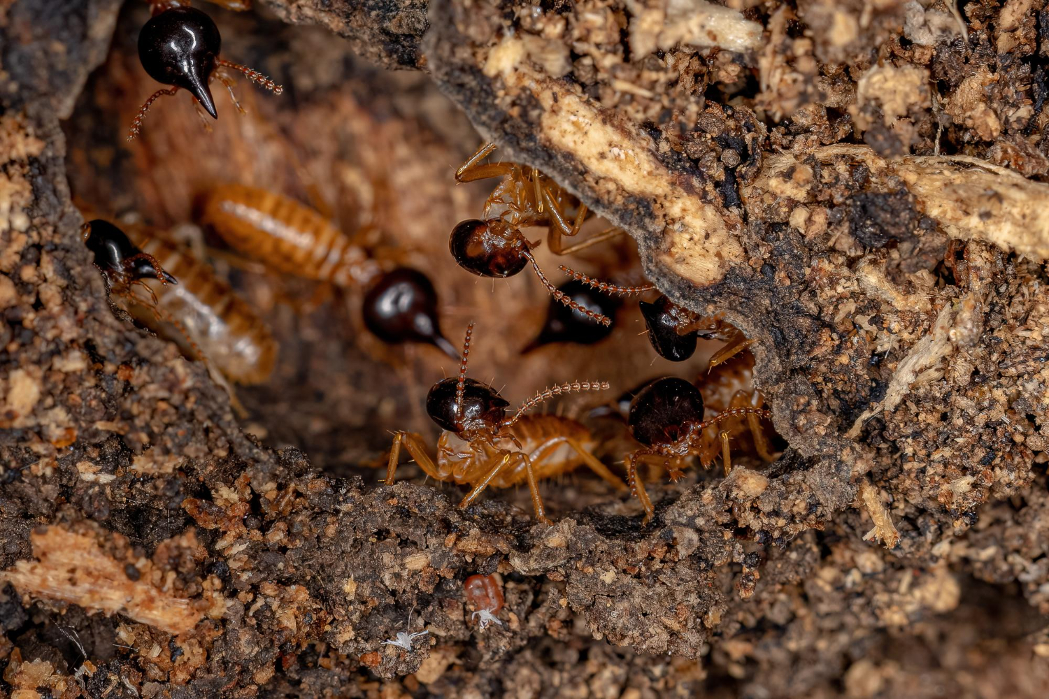 tipos-de-termitas