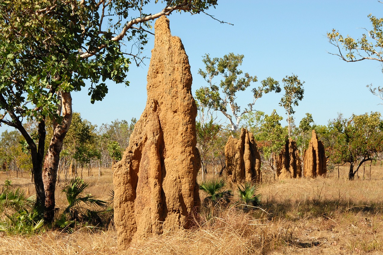 colonias-termitas