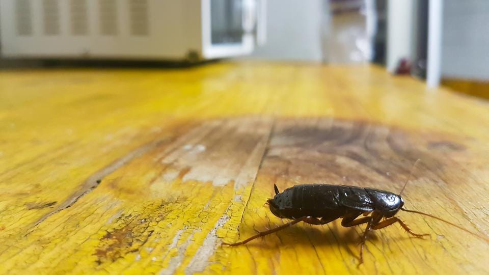 ¿Qué Hacer Si Hay Una Plaga De Cucarachas En Casa?
