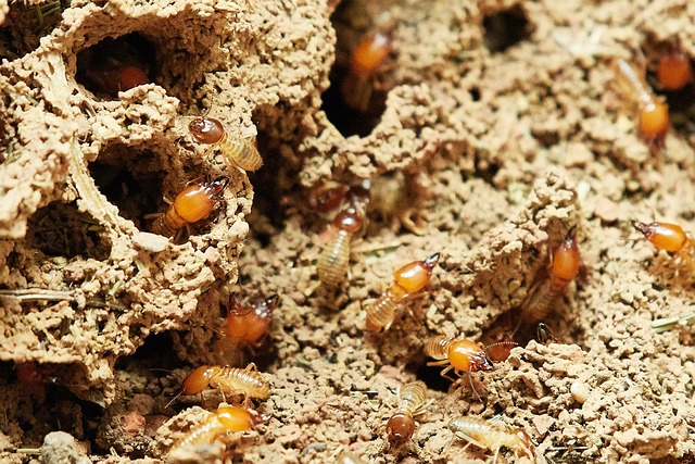 Qué comen las termitas