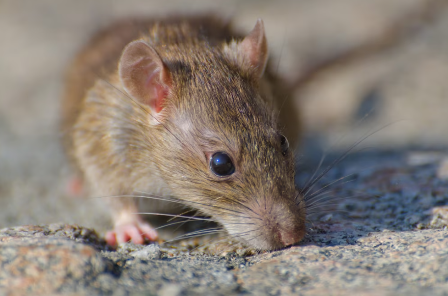 tipos de ratas existen en España